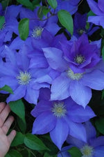 Purple Clematis Seeds for Planting - NON GMO Seeds Dhara Seeds