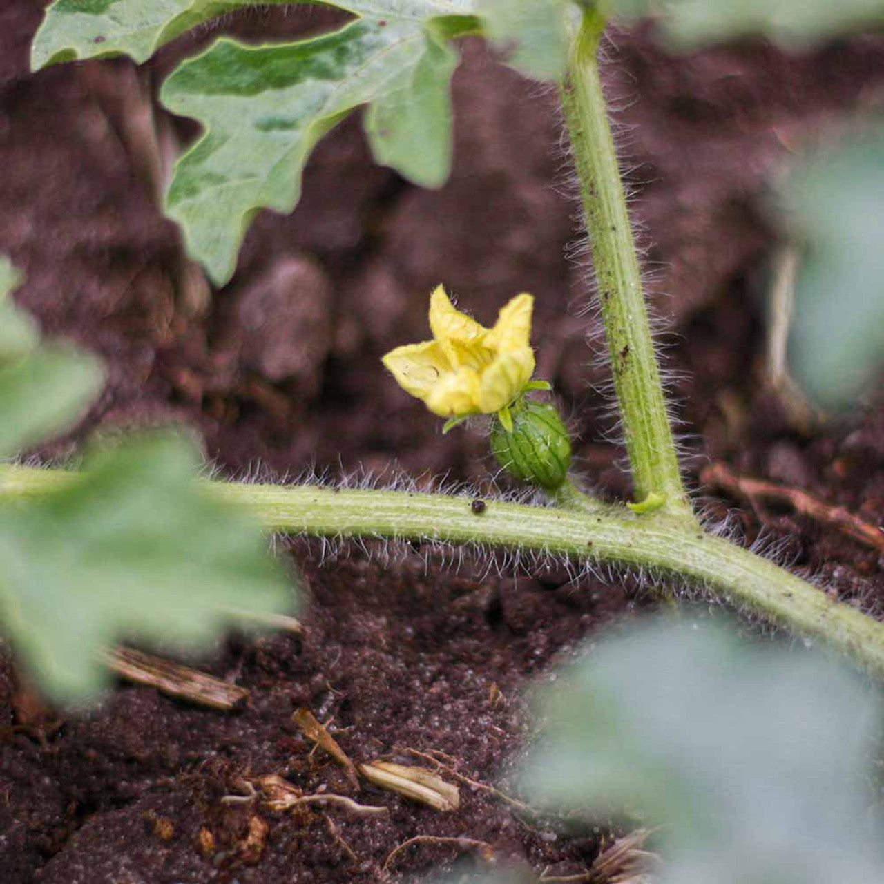 Yellow Crimson Watermelon Fruit Seeds for Planting - Grow Unique and Refreshing Watermelons