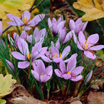 Heirloom Non-GMO Light Pink Crocus Flower Seeds for Planting – Early Spring Blooming Garden Beauties Dhara Seeds