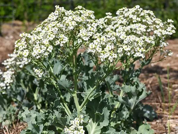 Seakale Flower Seeds for Planting - NON GMO Seeds Dhara Seeds