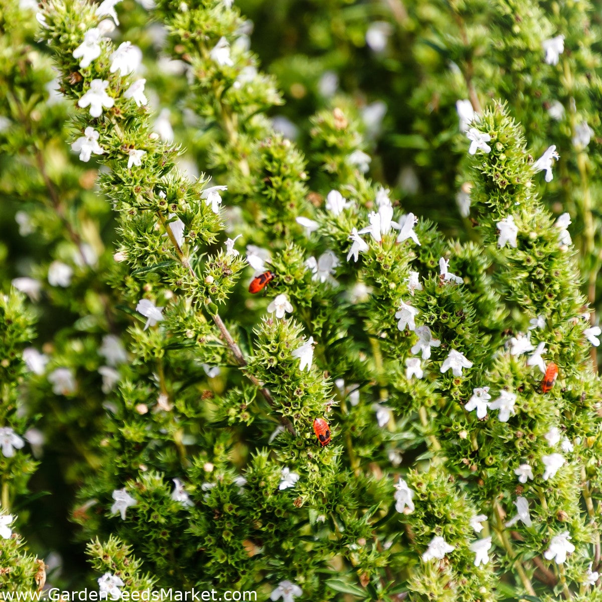 Summer Savory Seeds