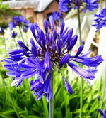 Blue Agapanthus Seeds for Planting - NON GMO Seeds Dhara Seeds