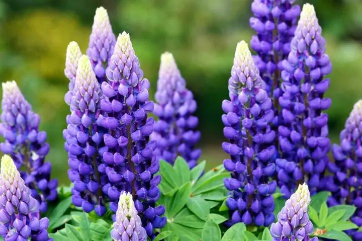 Lupine Flower Seeds Violet for Planting 100 Dhara Seeds