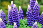 Lupine Flower Seeds Violet for Planting 100 Dhara Seeds