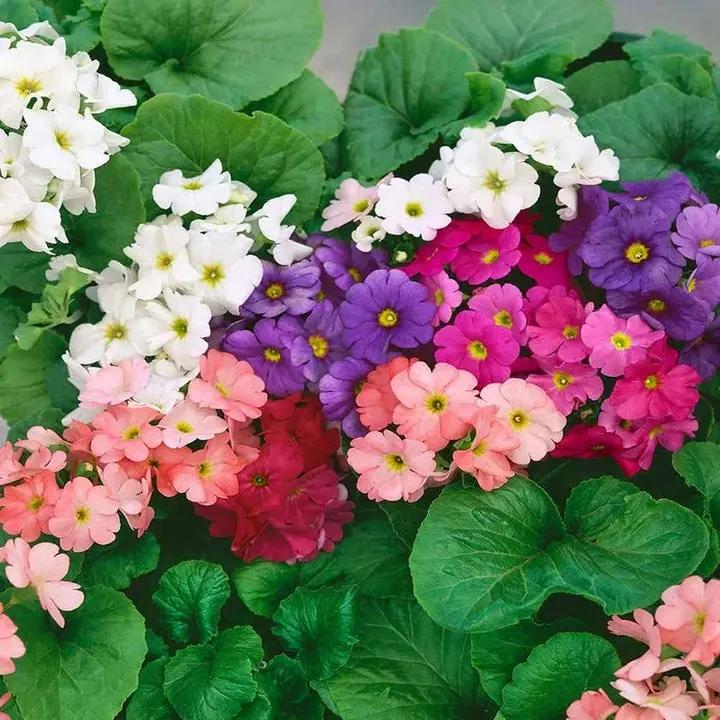 Heirloom Non-GMO Violet Primula Obconica Flower Seeds for Garden Planting – Primrose Seeds Dhara Seeds