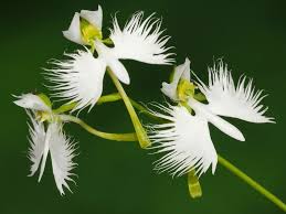 Heirloom Non-GMO Dove Orchid Flower Seeds for Planting