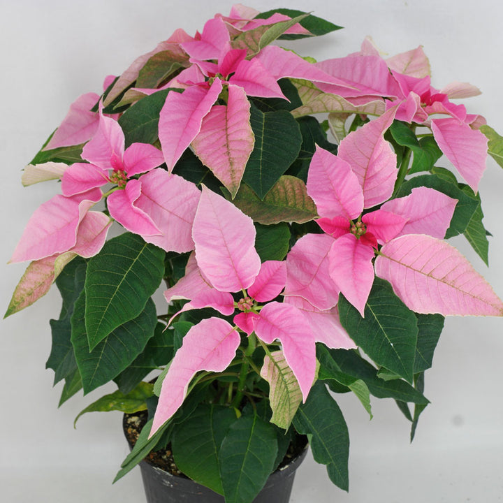 Heirloom Light Pink Euphorbia Pulcherrima Flower Seeds for Planting, Non-GMO