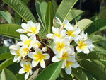 Yellow White Frangipani Flower Seeds – Heirloom, Non-GMO Tropical Seeds for Planting Dhara Seeds
