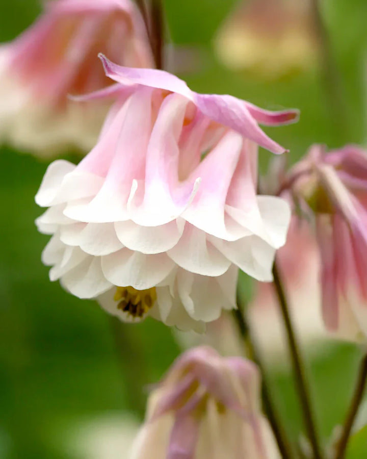Pink Petticoat Flower Seeds for Planting - 100