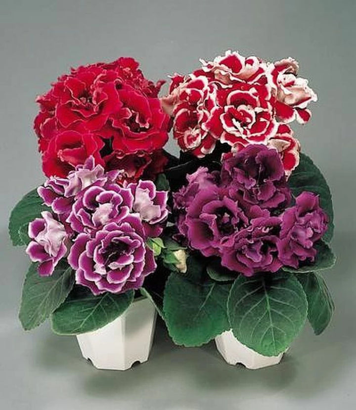 Multi-Color Gloxinia Flower Seeds, Heirloom, Non-GMO Seeds for Planting