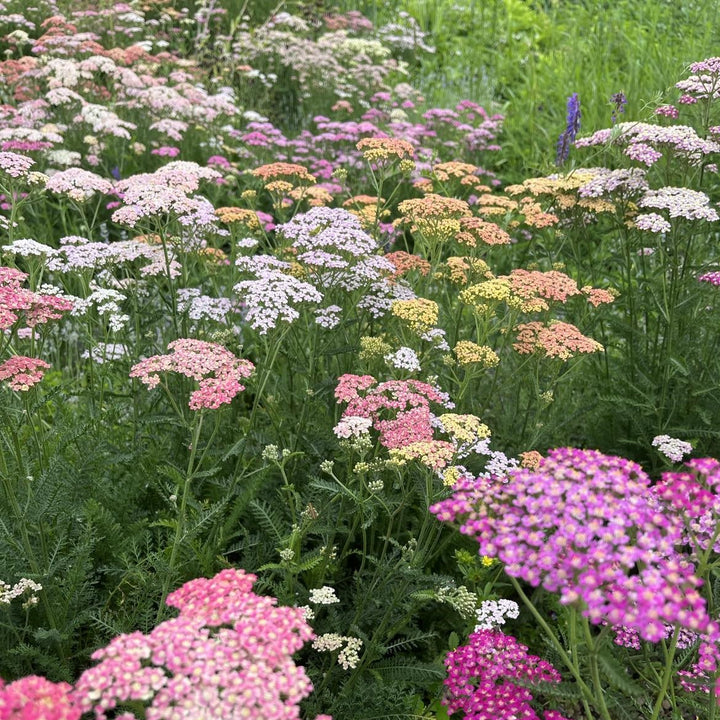Heirloom Mixed Achillea Millefolium Flower Seeds for Planting, Non-GMO