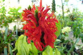 Red Pachystachys Flower Seeds for Planting - 100