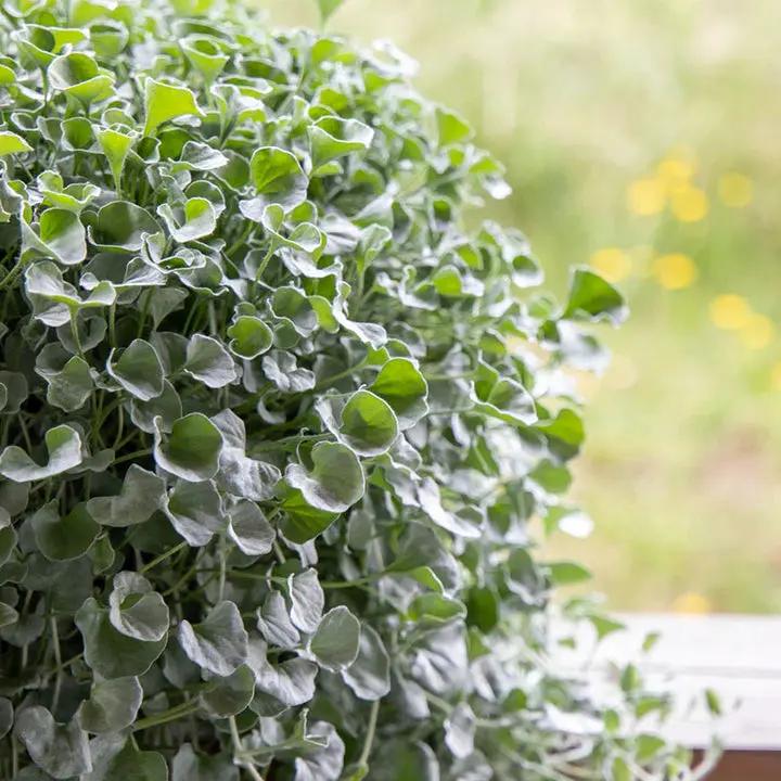 Silver Dichondra Plant Seeds for Planting - NON GMO Seeds Dhara Seeds