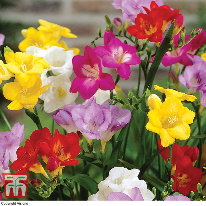 Mixed Freesias Flower Seeds for Planting- NON GMO Seeds