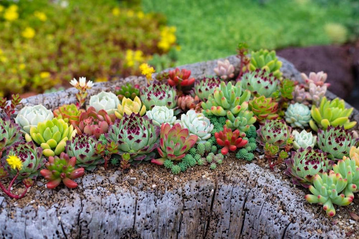 Mixed Sempervivum Flower Seeds for Planting 100