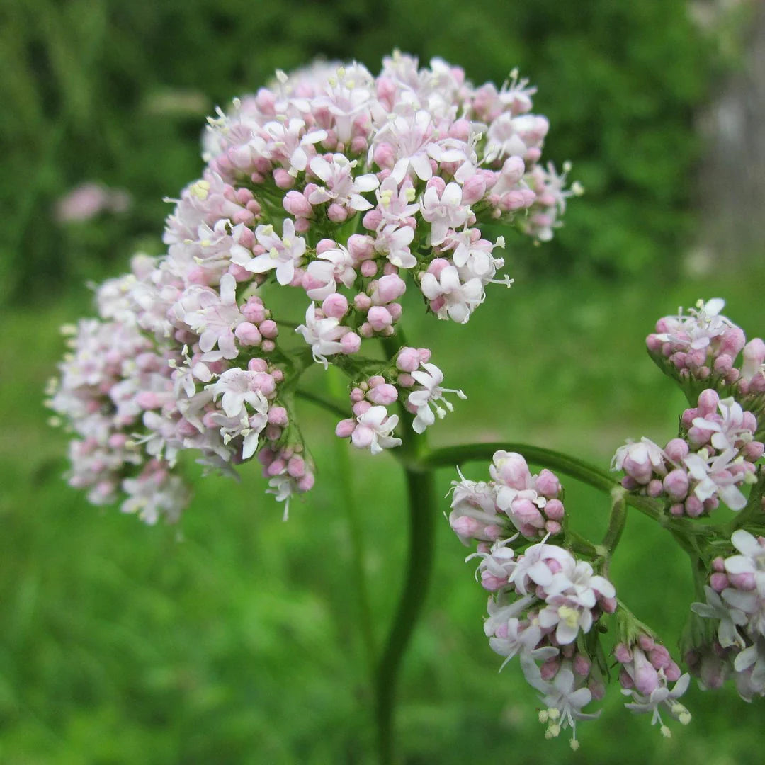 Bulk Valerian Seeds