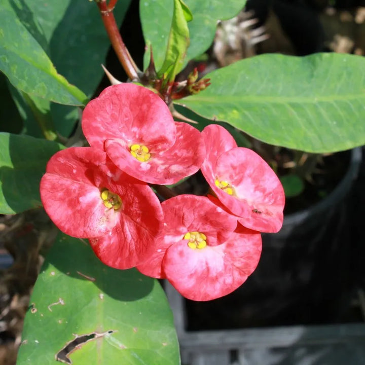 Heirloom Purple Euphorbia Milii Flower Seeds for Planting, Non-GMO