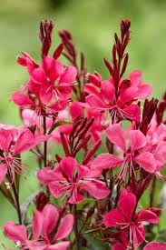 Red Gaura Flower Seeds for Planting - 100