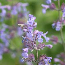 Heirloom Non-GMO Violet Catmint Flower Seeds for Planting – Fragrant Pollinator-Friendly Seeds