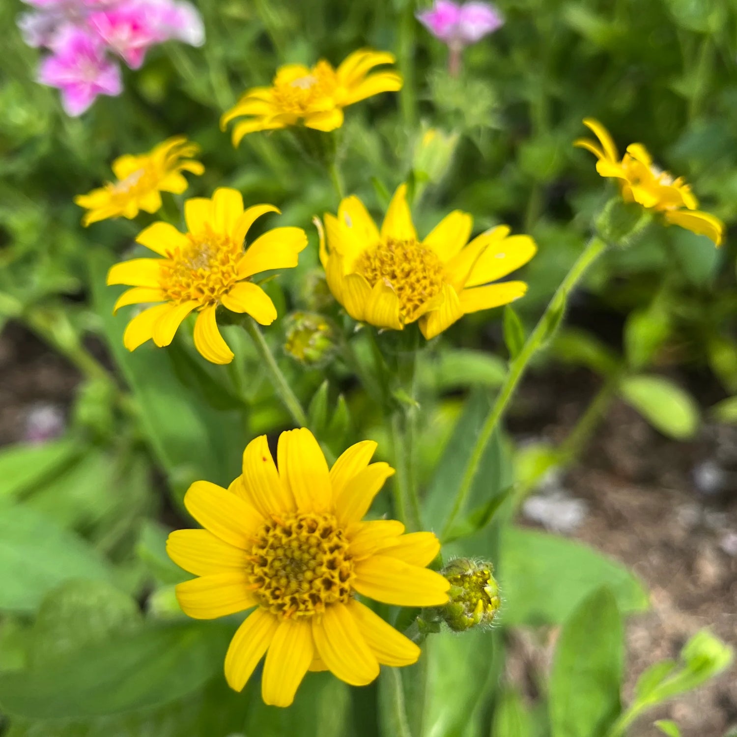 Arnica Meadow Seeds