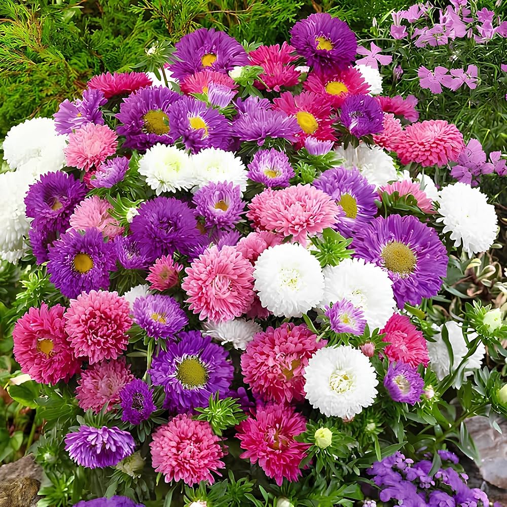Rainbow Aster Perennial Flower Seeds for Home & Garden