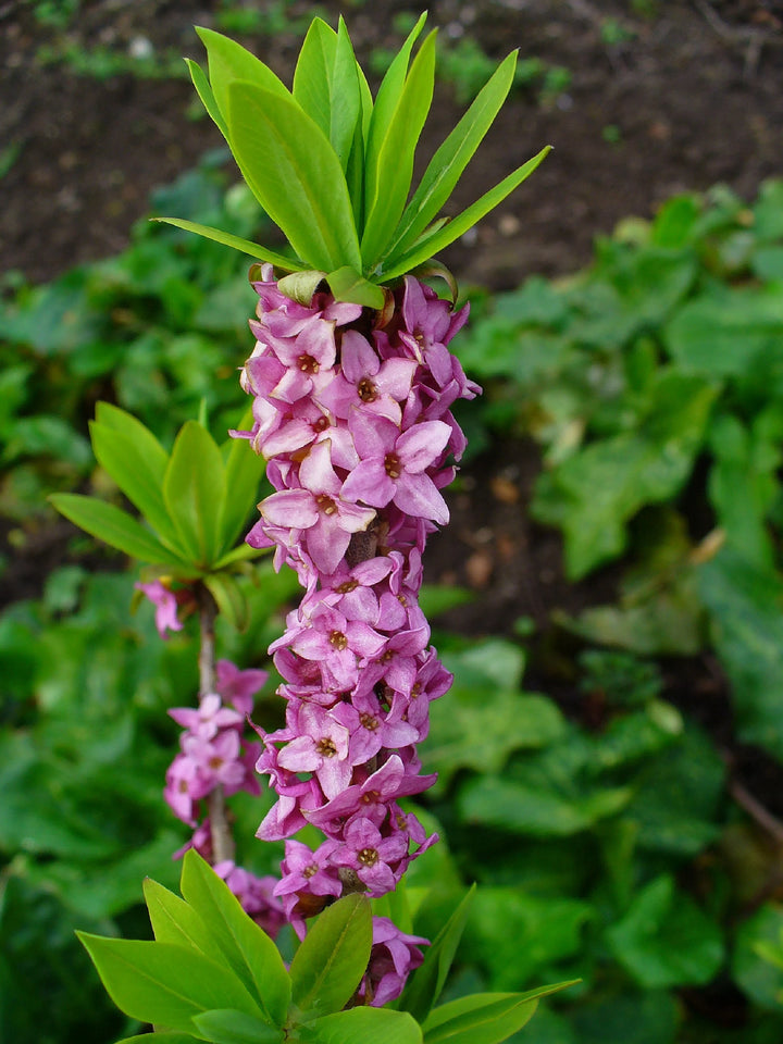 Daphne Mezereum Pink Seeds for Planting – Organic, Heirloom, Non-GMO Flower Seeds
