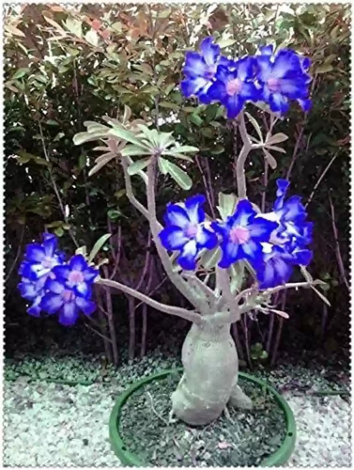 Blue Adenium Bonsai Flower Seeds for Planting - 100