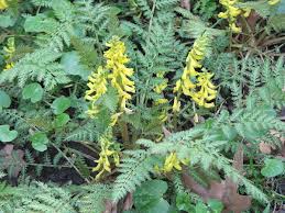 Heirloom Non-GMO Yellow Corydalis Manchu Flower Seeds for Garden Planting