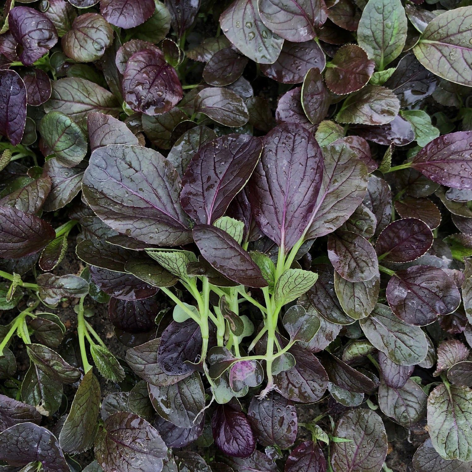 Mizuna Red Flash (F1) Microgreen Seed