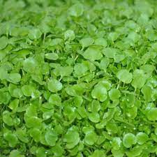 Watercress - Microgreen Seed