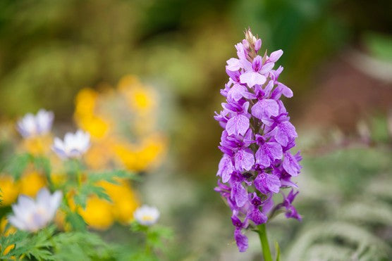 Dactylorhiza Flower Seeds for Planting, 100