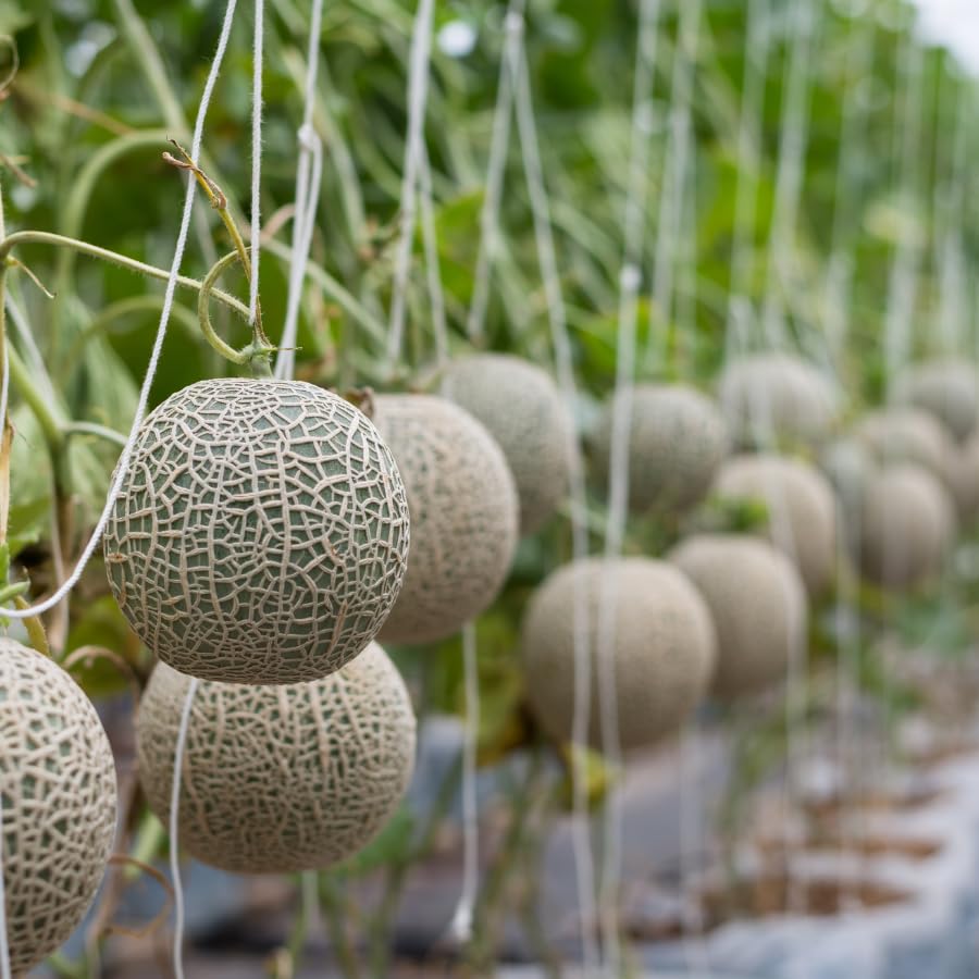 Cucumis Melo Fruit Seeds - Grow Sweet and Juicy Melons at Home