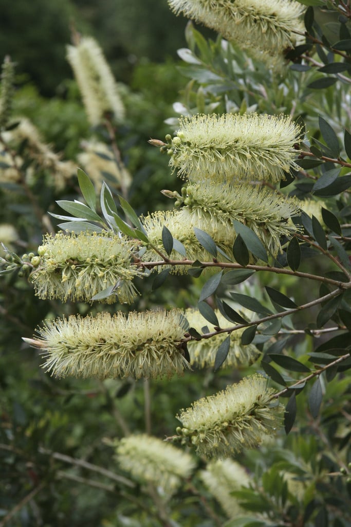 Green Callistemon Flower Seeds for Planting - 100