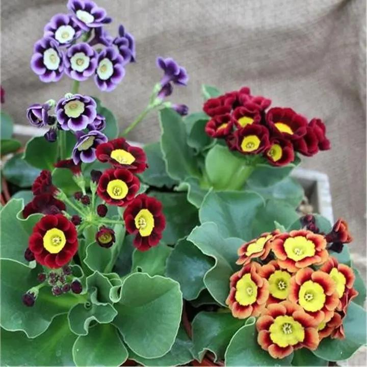 Mixed Auricula Flower Seeds for Planting - NON GMO Seeds Dhara Seeds