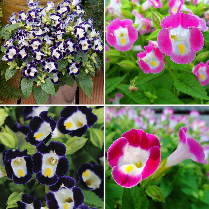 Mix Fournieri Flower Seeds for Planting - 100