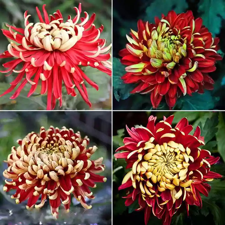 Yellow Red Chrysanthemum Flower Seeds for Planting - NON GMO Seeds