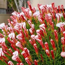 Red White Candy Cane Flower Seeds for Planting - NON GMO Seeds