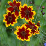 Calliopsis Flower Seeds for Planting - NON GMO Seeds Dhara Seeds