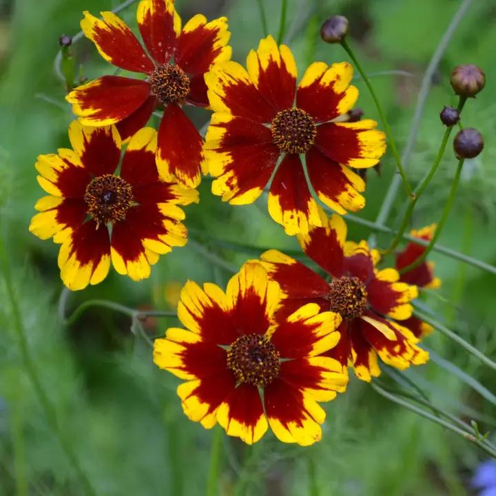 Calliopsis Flower Seeds for Planting - NON GMO Seeds Dhara Seeds