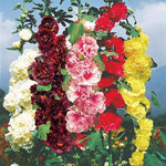 Mix Hollyhock Flower Seeds for Planting - NON GMO Seeds Dhara Seeds