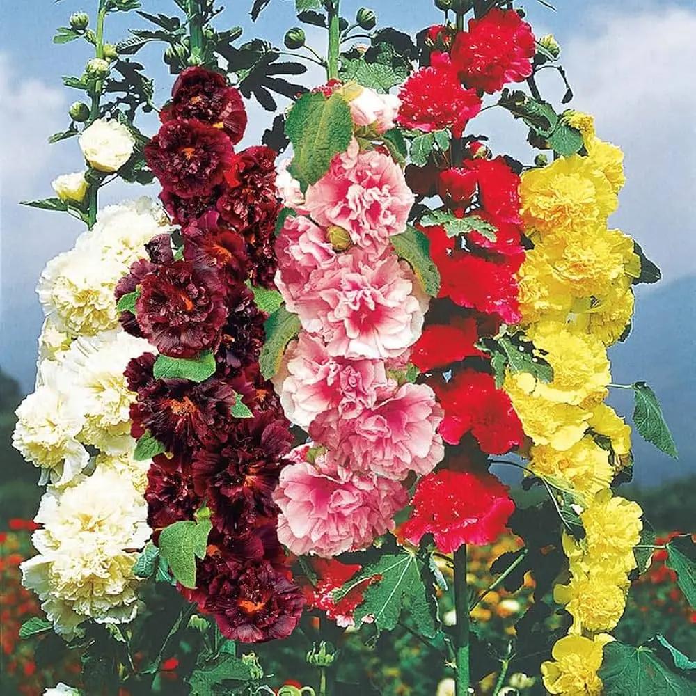 Mix Hollyhock Flower Seeds for Planting - NON GMO Seeds Dhara Seeds