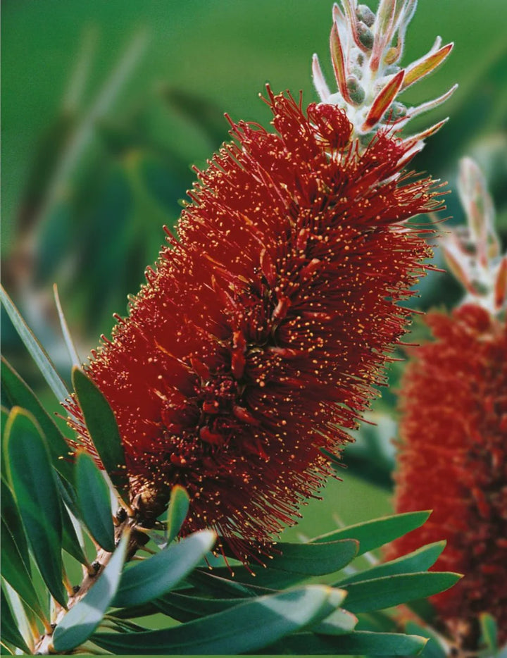 Brush Flower Seeds for Planting - 100