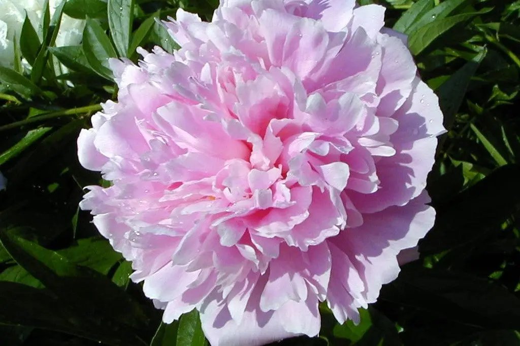 Pink Paeonia Flower Seeds for Planting 100 Dhara Seeds