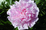 Pink Paeonia Flower Seeds for Planting 100 Dhara Seeds