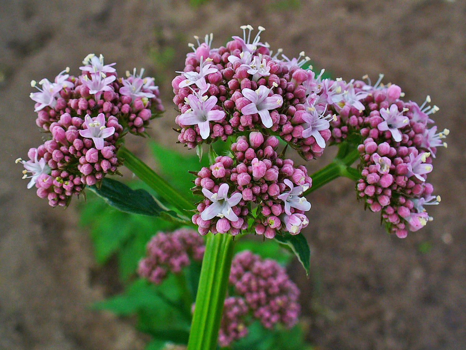 Valerian