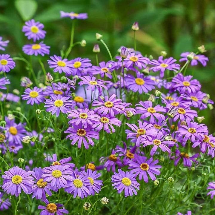 Purple Flower Pot Plant Seeds for Planting - NON GMO Seeds
