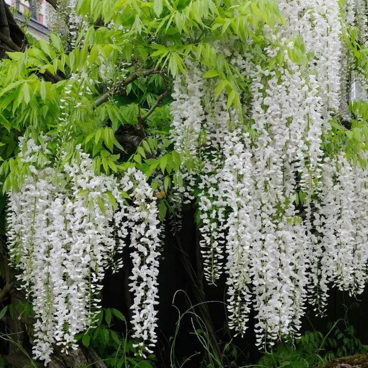 Heirloom Non-GMO White Wisteria Flower Seeds for Garden Planting – Cascading Fragrant Blooms Dhara Seeds