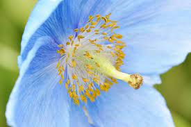 Meconopsis Flower Seeds for Planting, 100