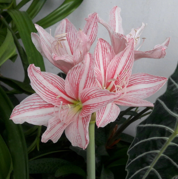 Heirloom Non-GMO Pink Hippeastrum Rutilum Flower Seeds for Garden Planting – Exotic Amaryllis Blooms
