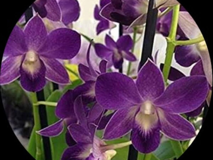 Dark Blue Dendrobium Flower Seeds for Planting - 100